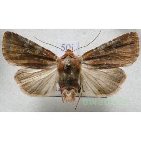 Cerastis leucographa (Denis & Schiffermüller, 1775) Czech50i